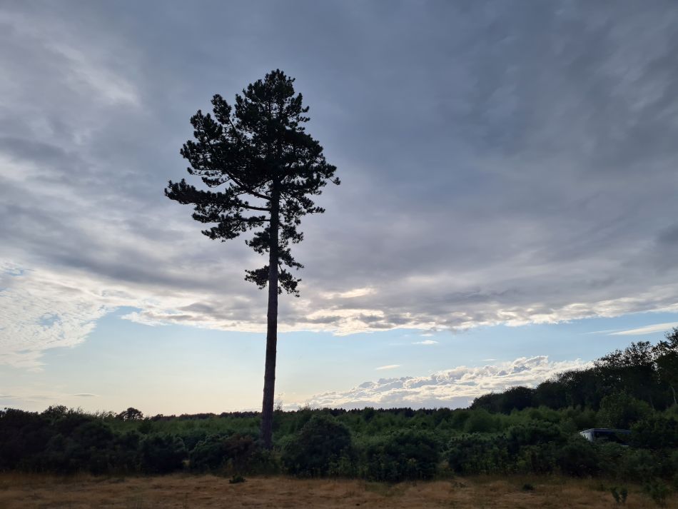 2023-07-03 02 Dunwich Evening Walk.jpg