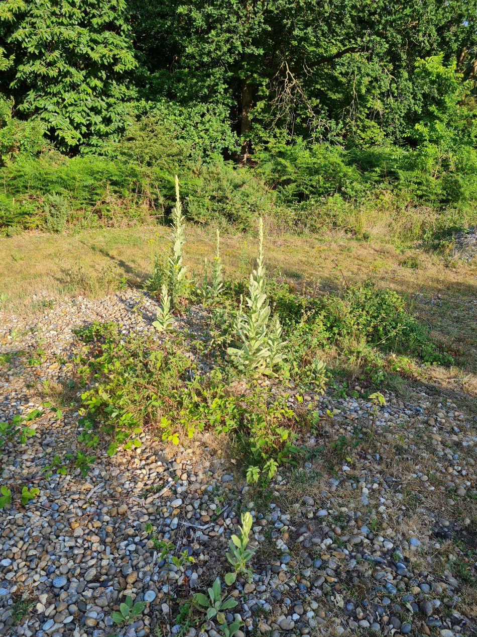 2023-07-03 03 Dunwich Evening Walk.jpg