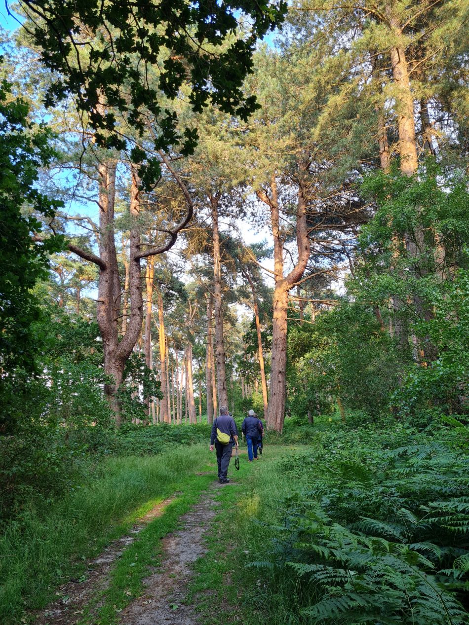 2023-07-03 04 Dunwich Evening Walk.jpg