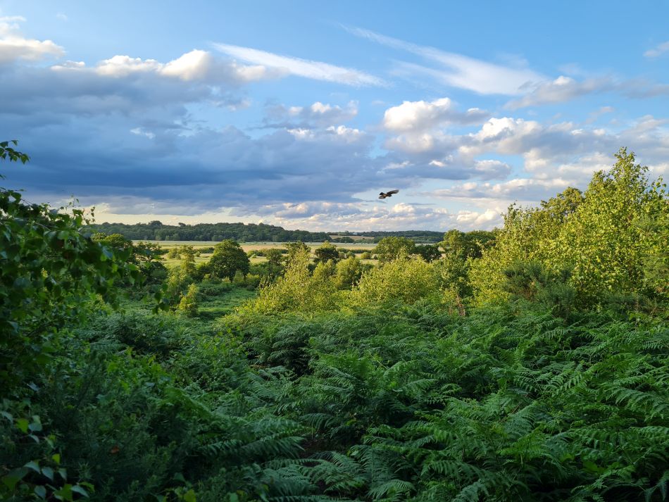 2023-07-03 06 Dunwich Evening Walk.jpg
