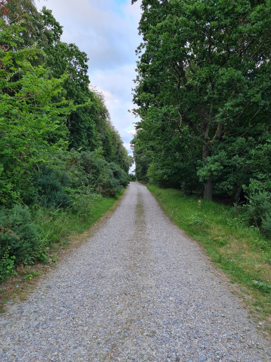 2023-07-03 08 Dunwich Evening Walk.jpg