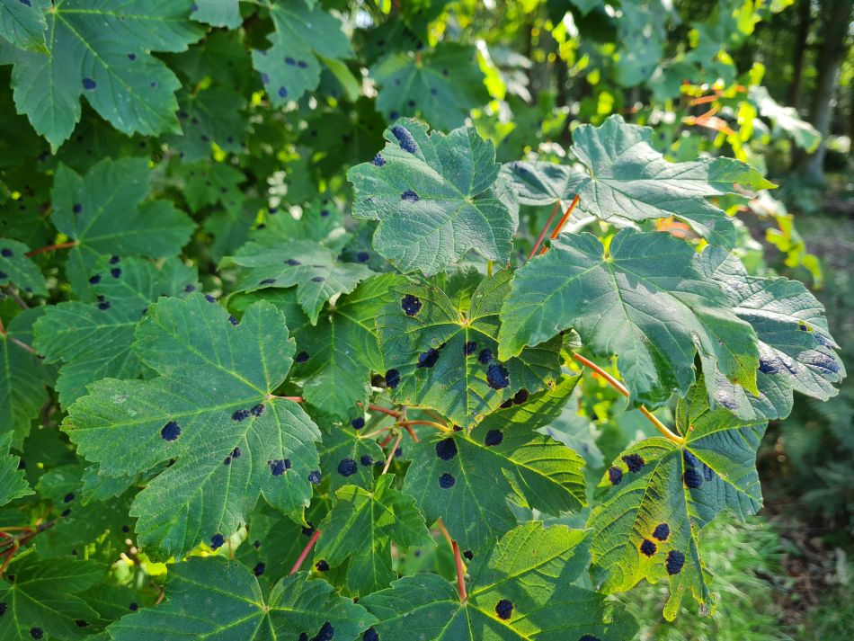 2023-08-16 03 Dunwich Forest.jpg