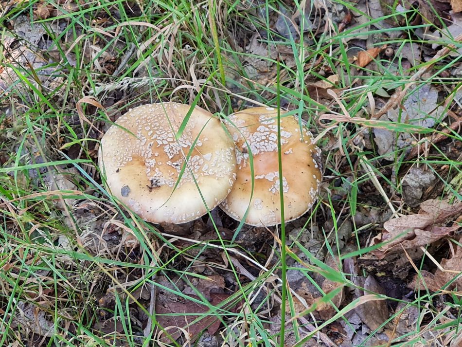 2023-08-16 06 Dunwich Forest.jpg