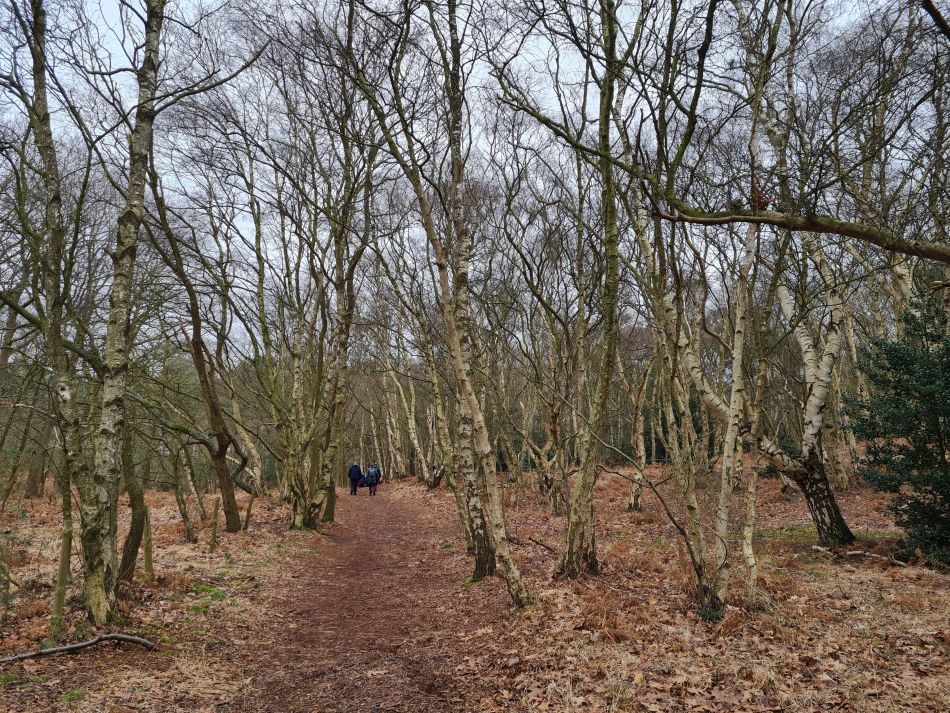 2024-02-28 01 Dunwich Forest.jpg