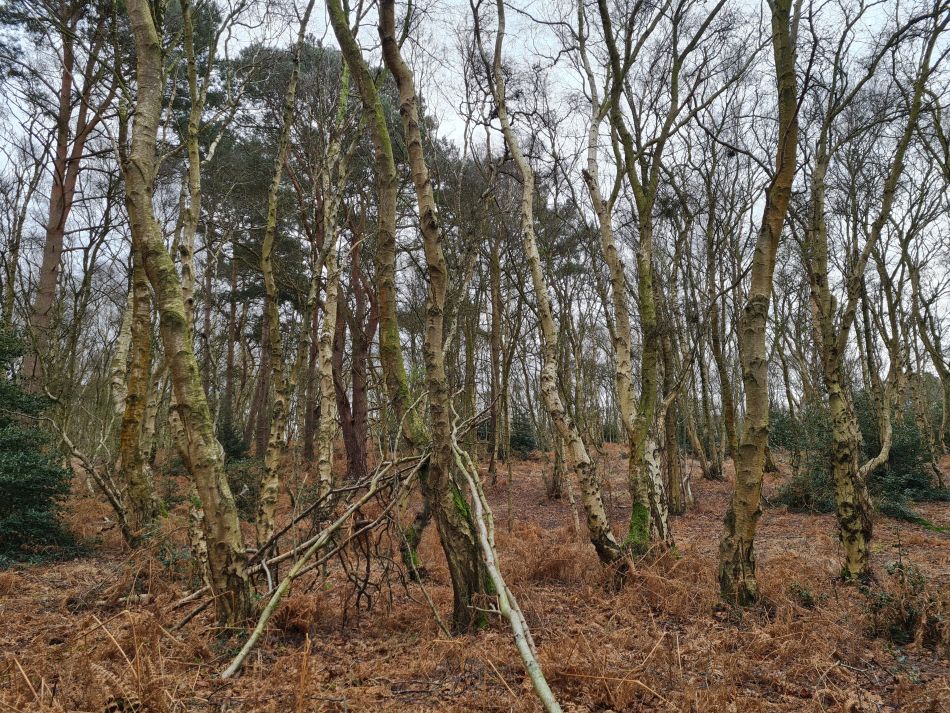 2024-02-28 02 Dunwich Forest.jpg