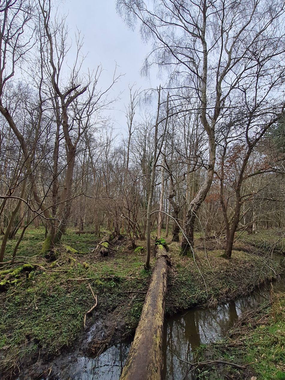 2024-02-28 05 Dunwich Forest.jpg