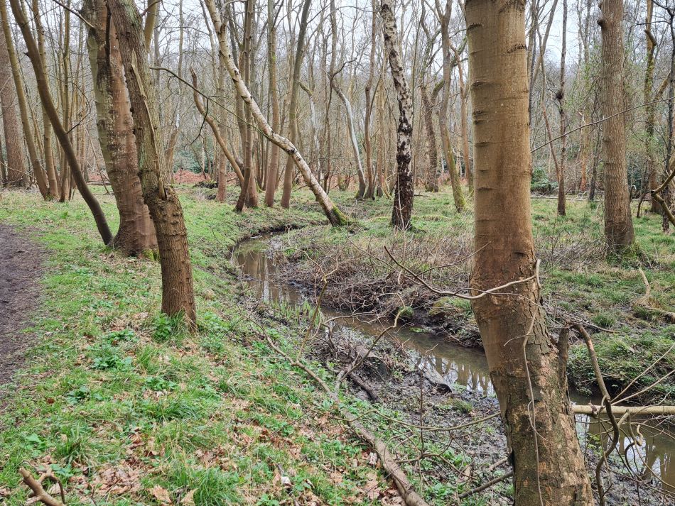 2024-02-28 06 Dunwich Forest.jpg