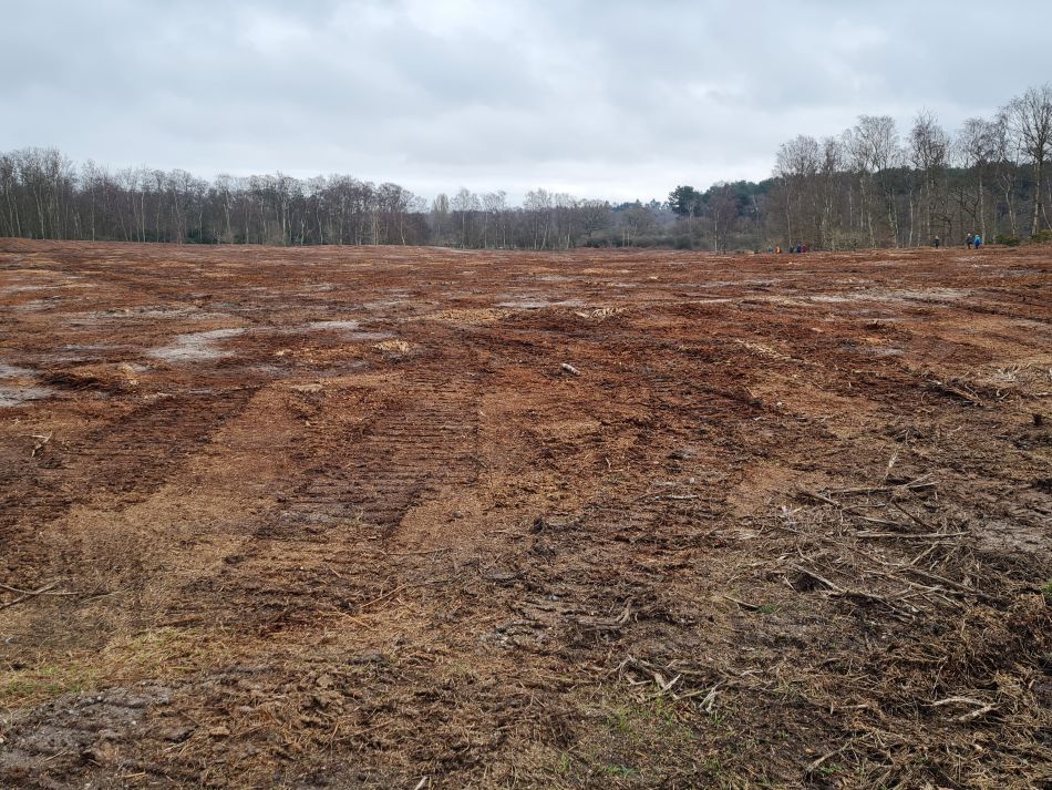 2024-02-28 07 Dunwich Forest.jpg