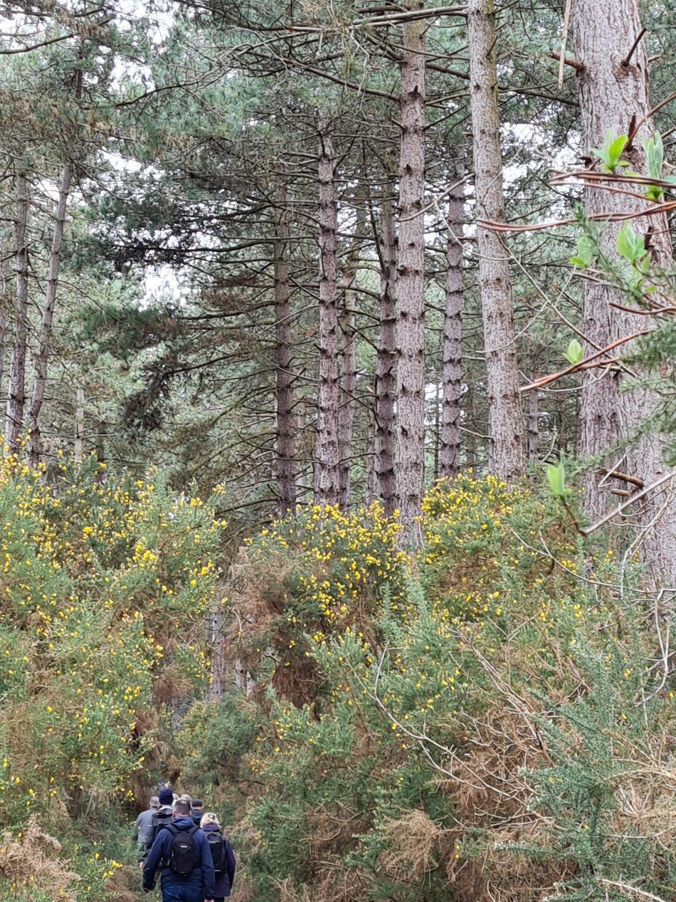 2024-02-28 08 Dunwich Forest.jpg