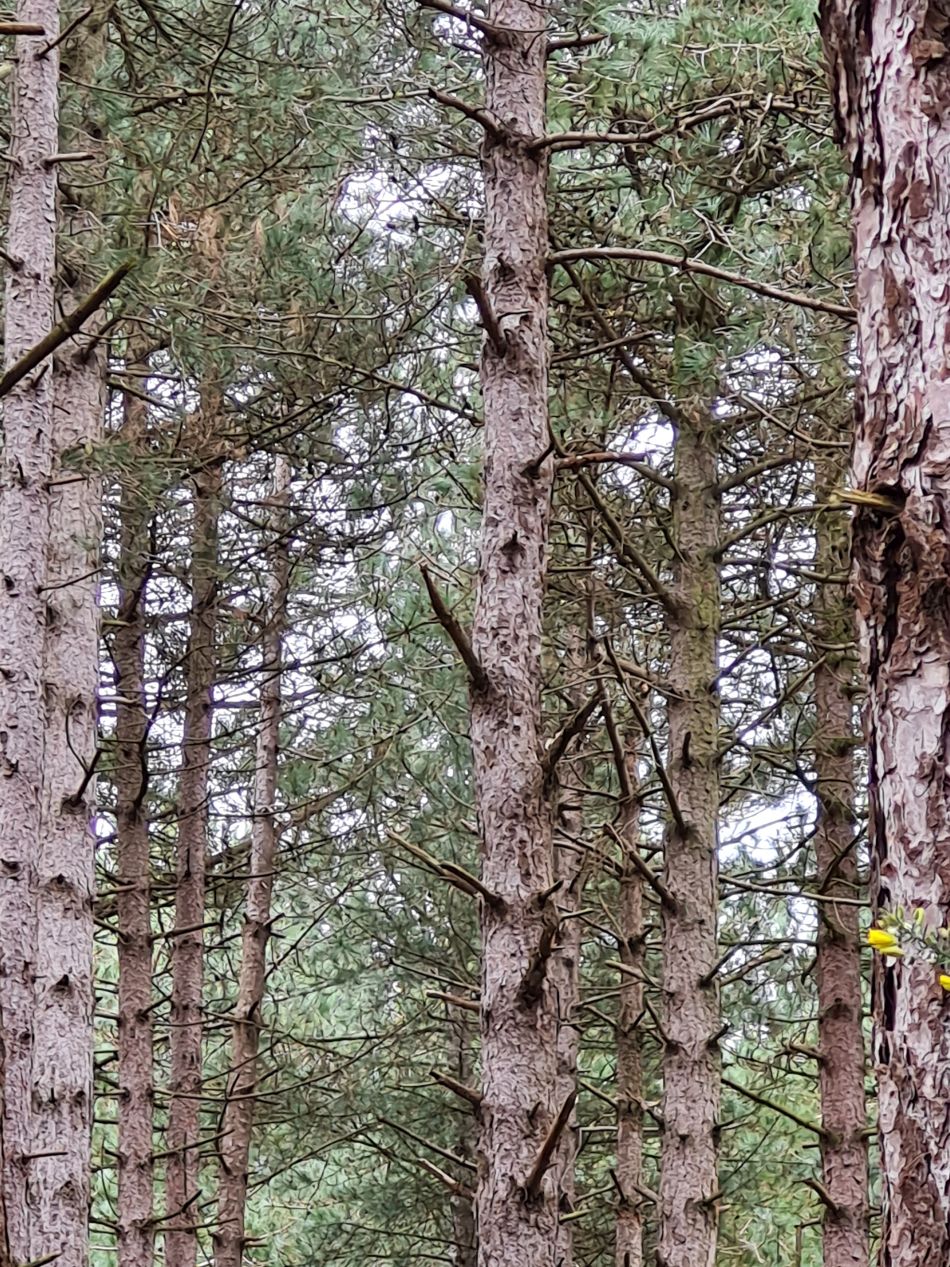 2024-02-28 09 Dunwich Forest.jpg