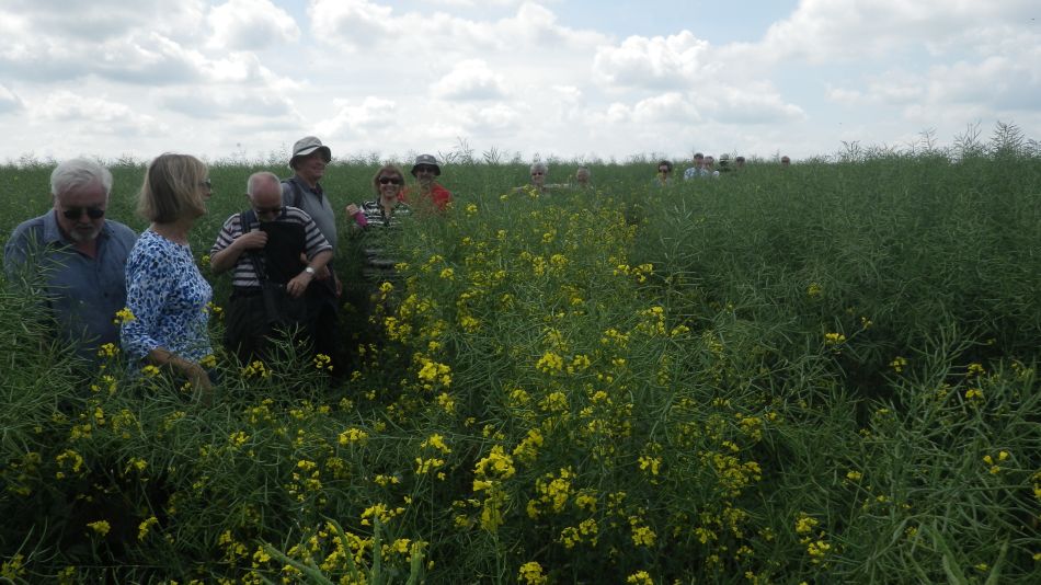 2017-05-24 07 Homersfield and Alburgh.jpg