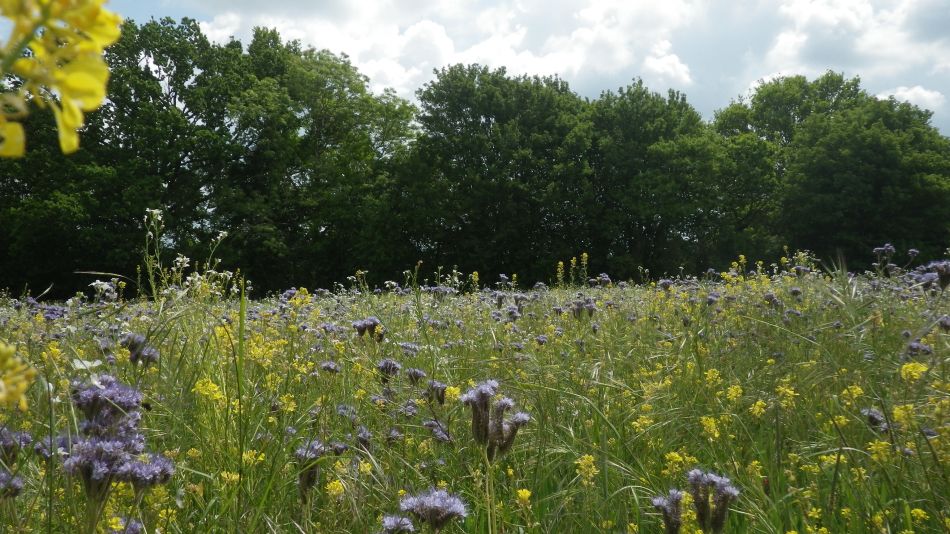 2017-05-24 08 Homersfield and Alburgh.jpg