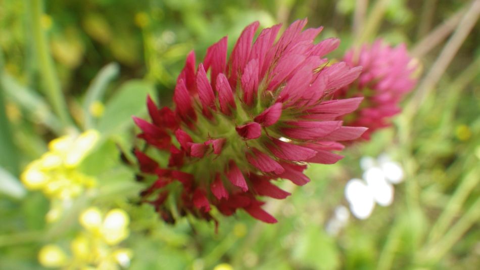 2017-05-24 09 Trifolium incarnatum Crimson Clover.jpg