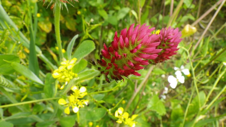 2017-05-24 10 Trifolium incarnatum Crimson Clover.jpg