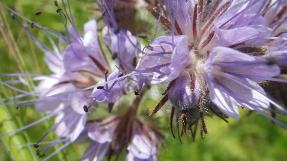 2017-05-24 13 Phacelia tanacetifolia Tansy.jpg