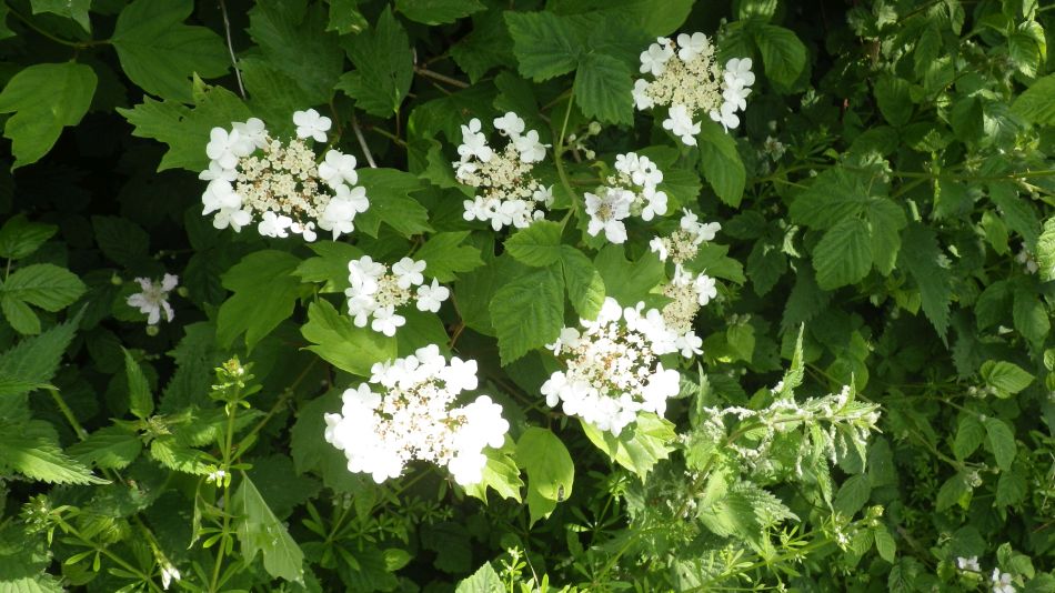 2017-05-24 16 Homersfield and Alburgh.jpg