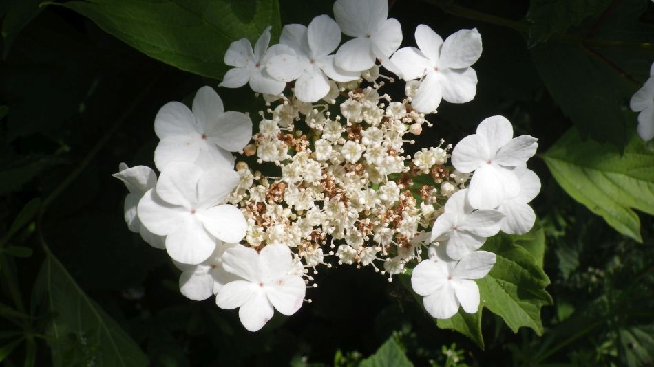 2017-05-24 17 Homersfield and Alburgh.jpg