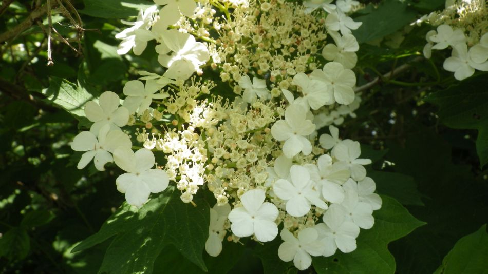 2017-05-24 18 Homersfield and Alburgh.jpg