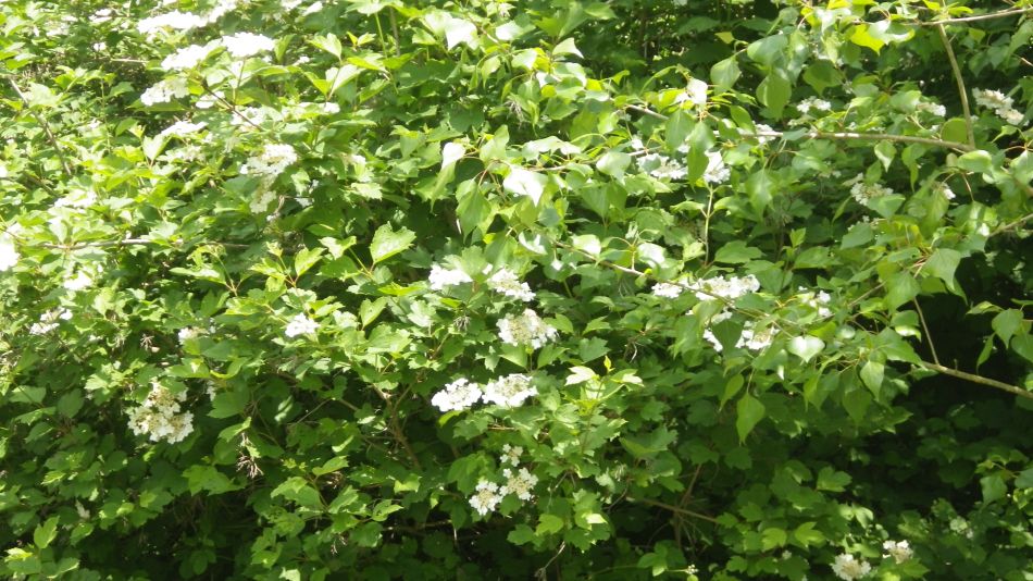 2017-05-24 19 Homersfield and Alburgh.jpg