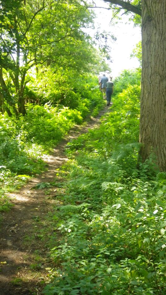 2017-07-19 06 Homersfield Alburgh Wortwell.jpg