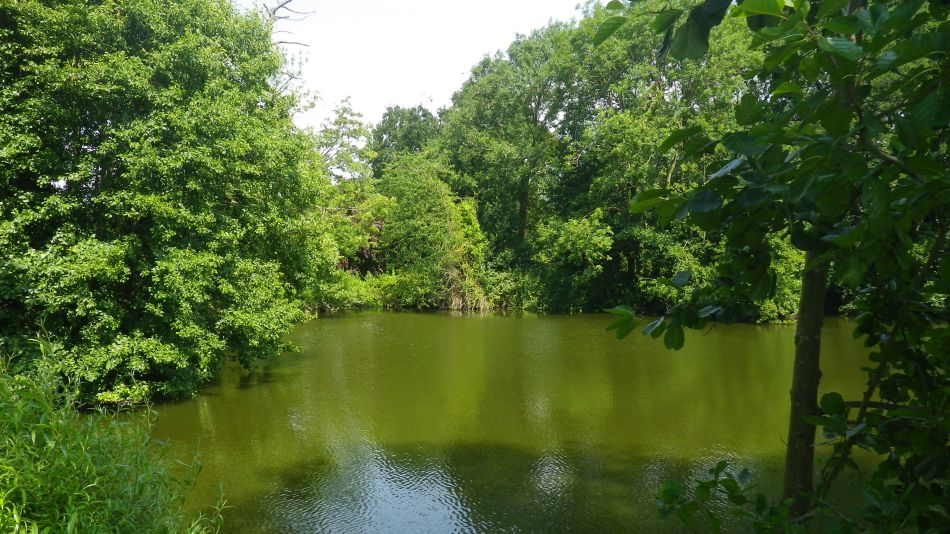 2017-07-19 12 Homersfield Alburgh Wortwell.jpg