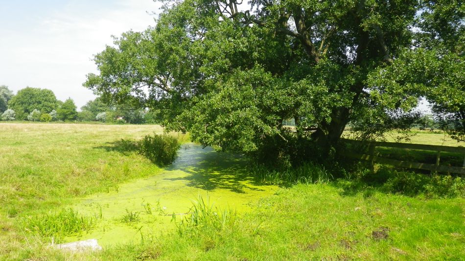 2017-07-19 19 Homersfield Alburgh Wortwell.jpg