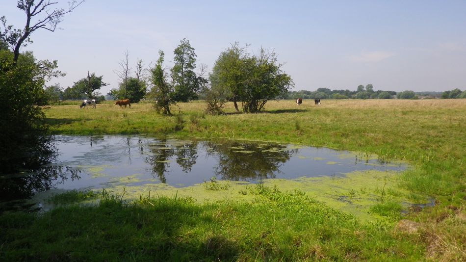 2017-07-19 20 Homersfield Alburgh Wortwell.jpg