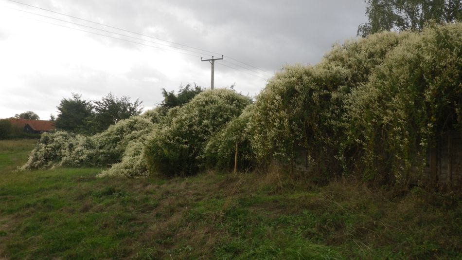 2018-09-19 08 Homersfield Alburgh Wortwell.jpg