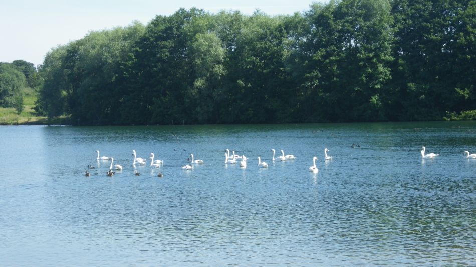 2019-07-04 01 Waveney Way 9 - Flixton.jpg