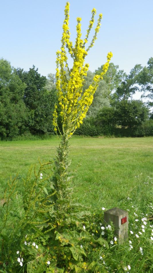 2019-07-25 02 Homersfield.jpg