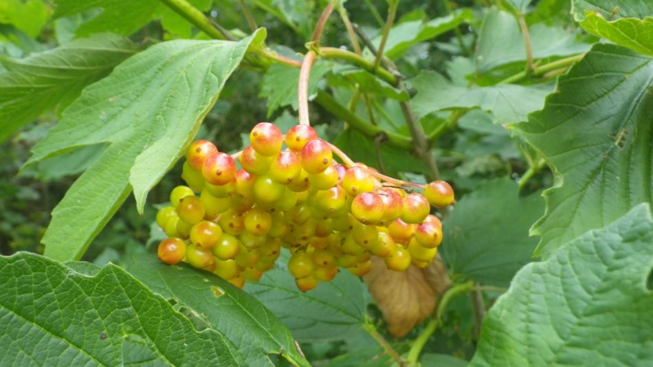 2019-07-25 03 Homersfield.jpg