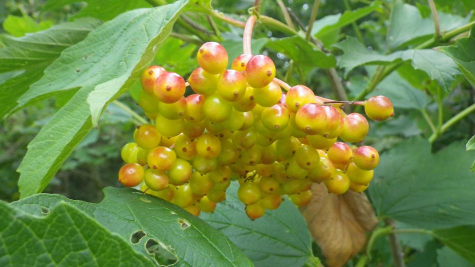 2019-07-25 04 Homersfield.jpg