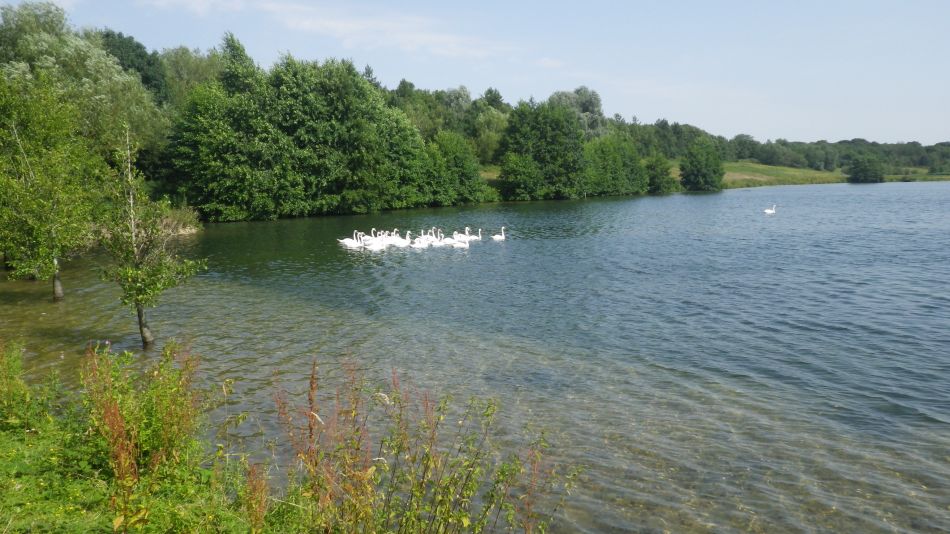 2019-07-25 10 Homersfield.jpg