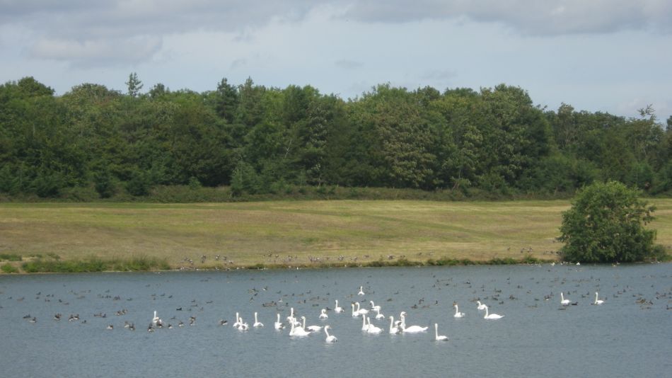 2019-08-21 06 Homersfield.jpg