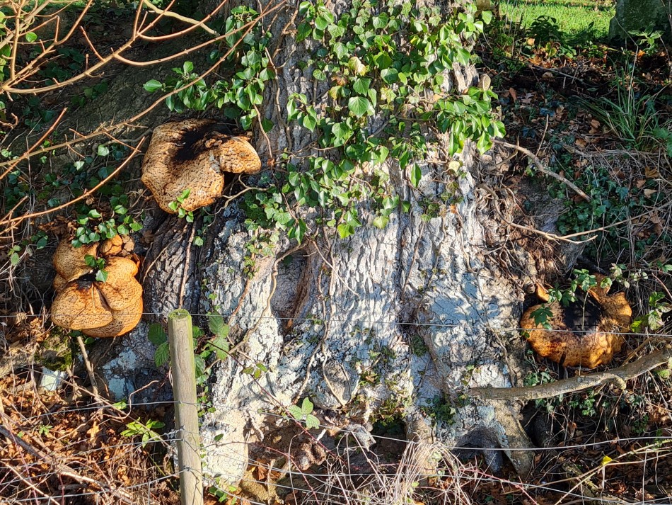 2021-12-16 22 Homersfield.jpg