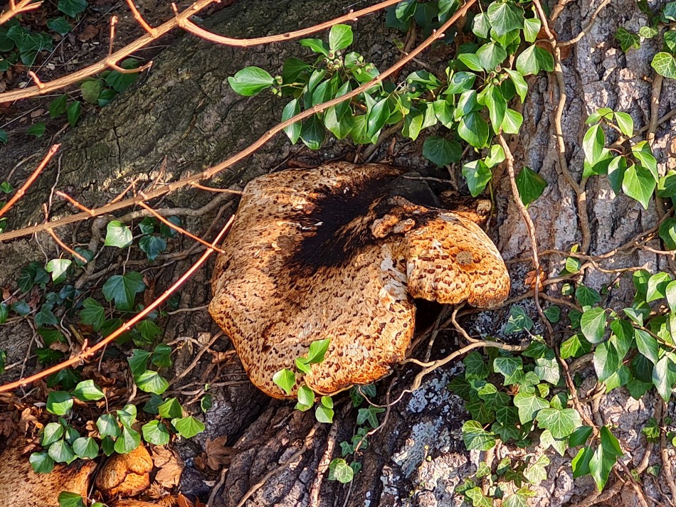 2021-12-16 23 Homersfield.jpg