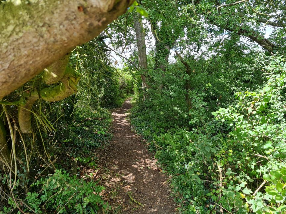 2022-07-07 08 Angles Way 16 - Homersfield and Earsham.jpg