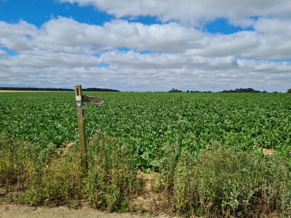 2022-07-07 09 Angles Way 16 - Homersfield and Earsham.jpg