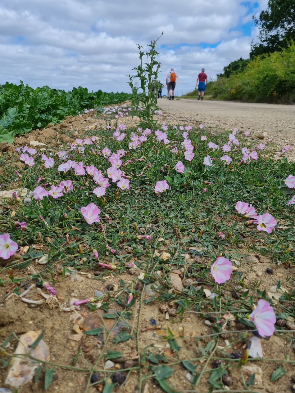 2022-07-07 10 Angles Way 16 - Homersfield and Earsham.jpg