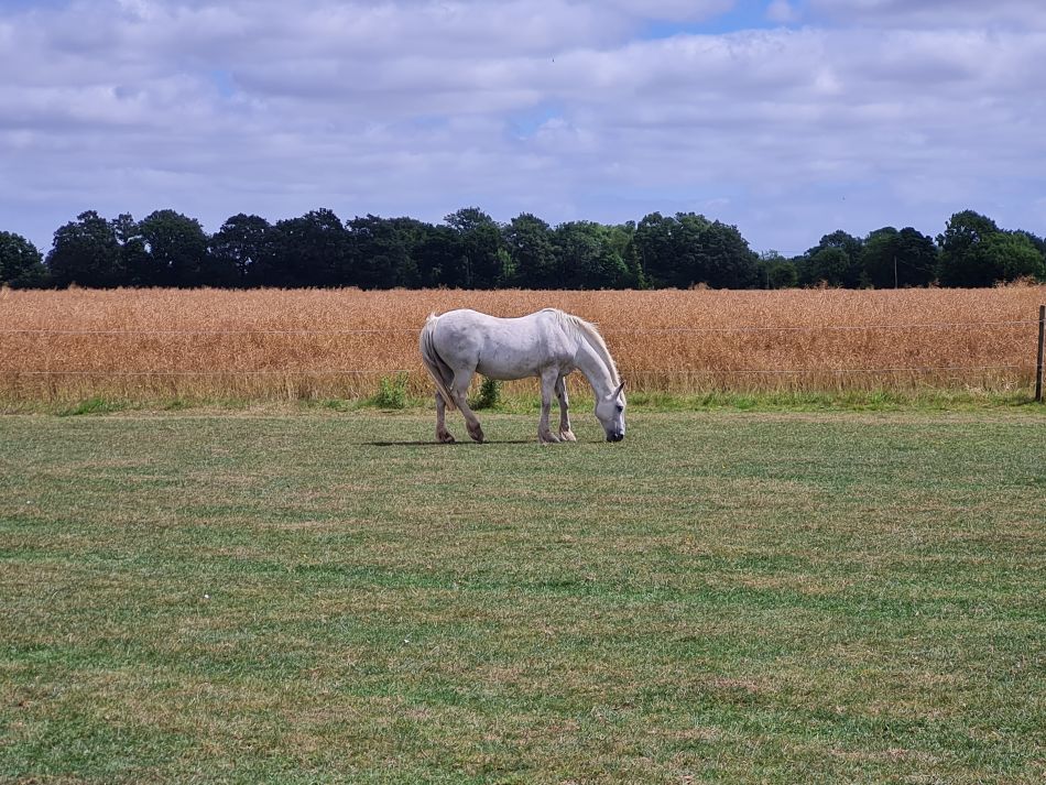 2022-07-07 11 Angles Way 16 - Homersfield and Earsham.jpg