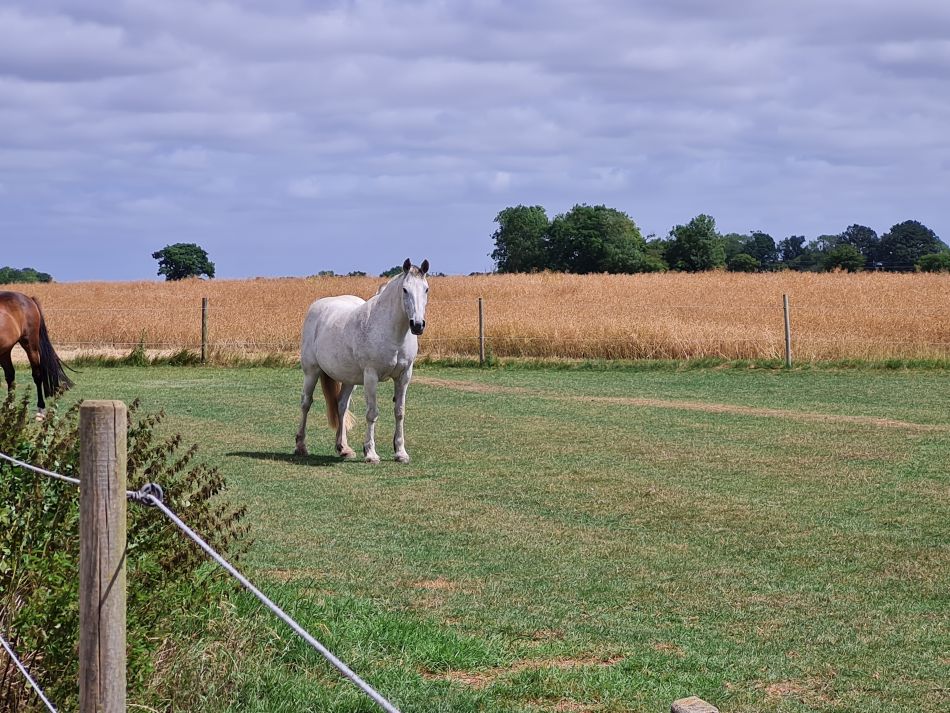 2022-07-07 12 Angles Way 16 - Homersfield and Earsham.jpg