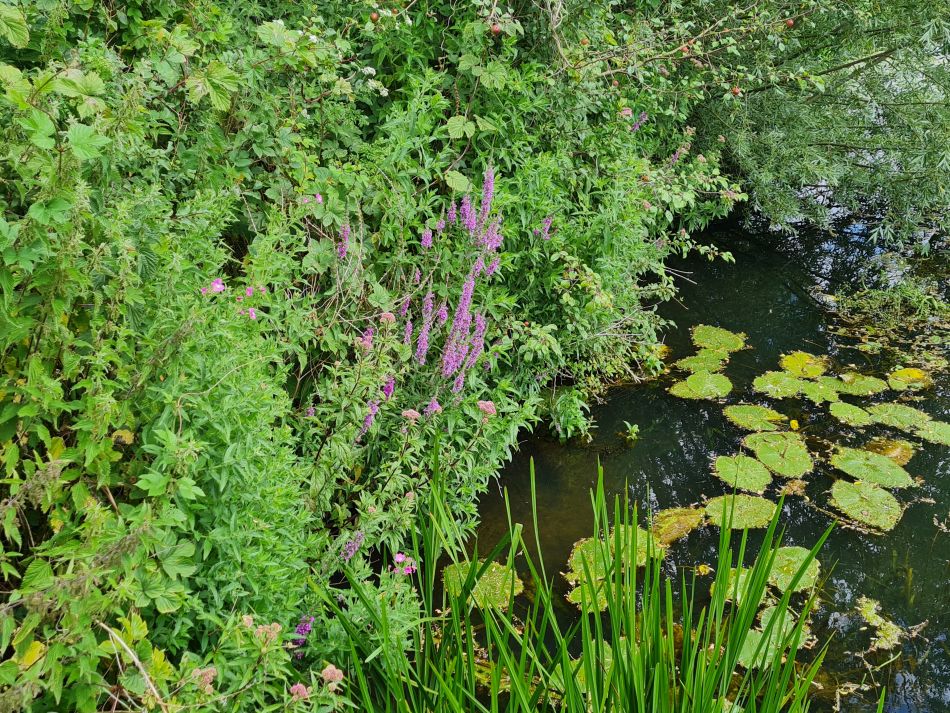 2022-07-07 17 Angles Way 16 - Homersfield and Earsham.jpg