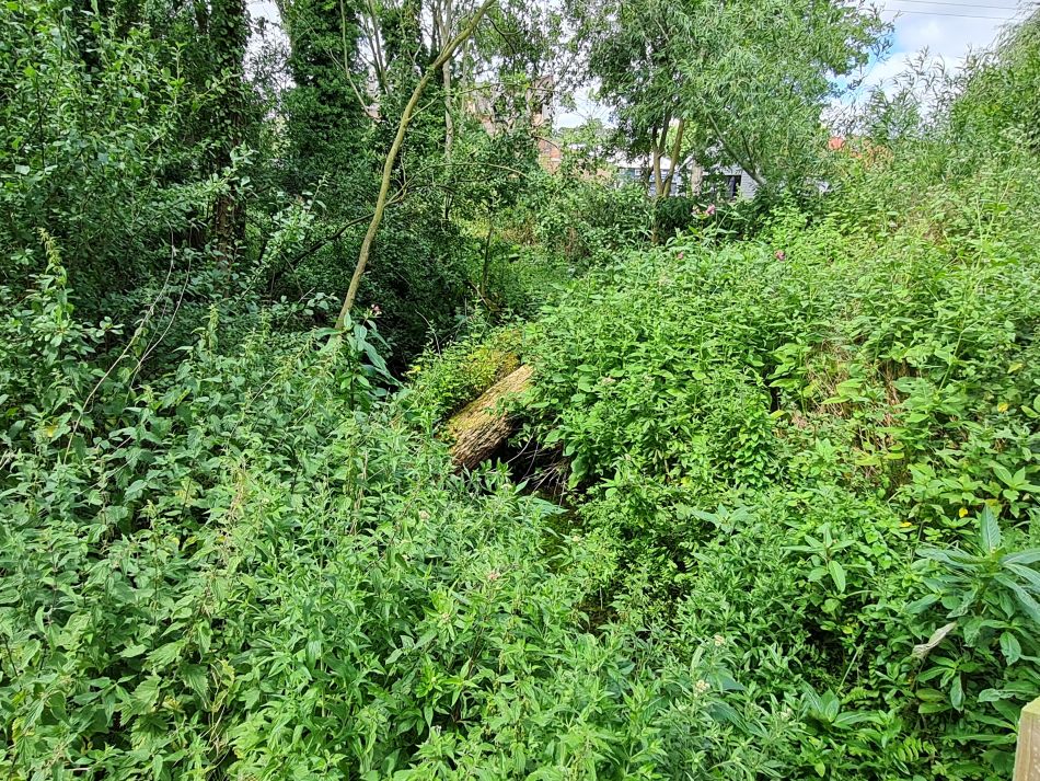 2022-07-07 22 Angles Way 16 - Homersfield and Earsham.jpg