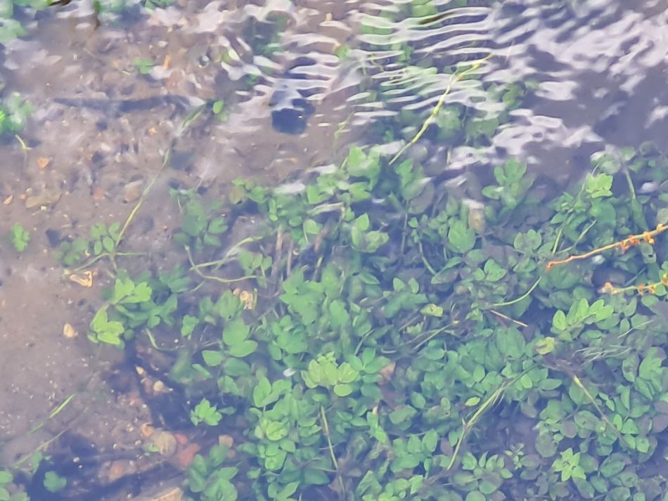 2022-07-07 23 Angles Way 16 - Homersfield and Earsham.jpg