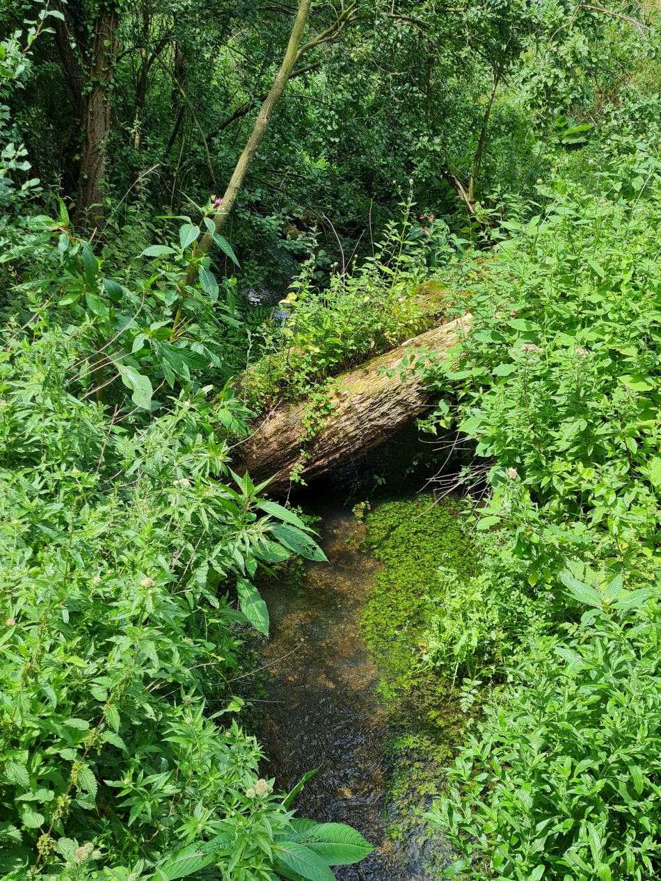 2022-07-07 24 Angles Way 16 - Homersfield and Earsham.jpg