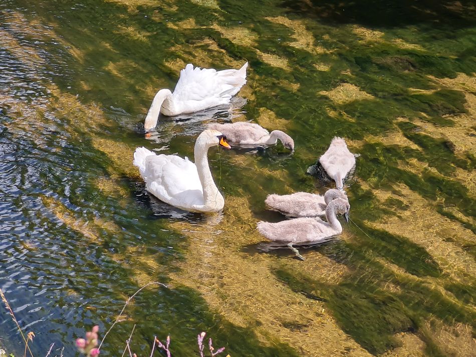 2022-07-07 29 Angles Way 16 - Homersfield and Earsham.jpg