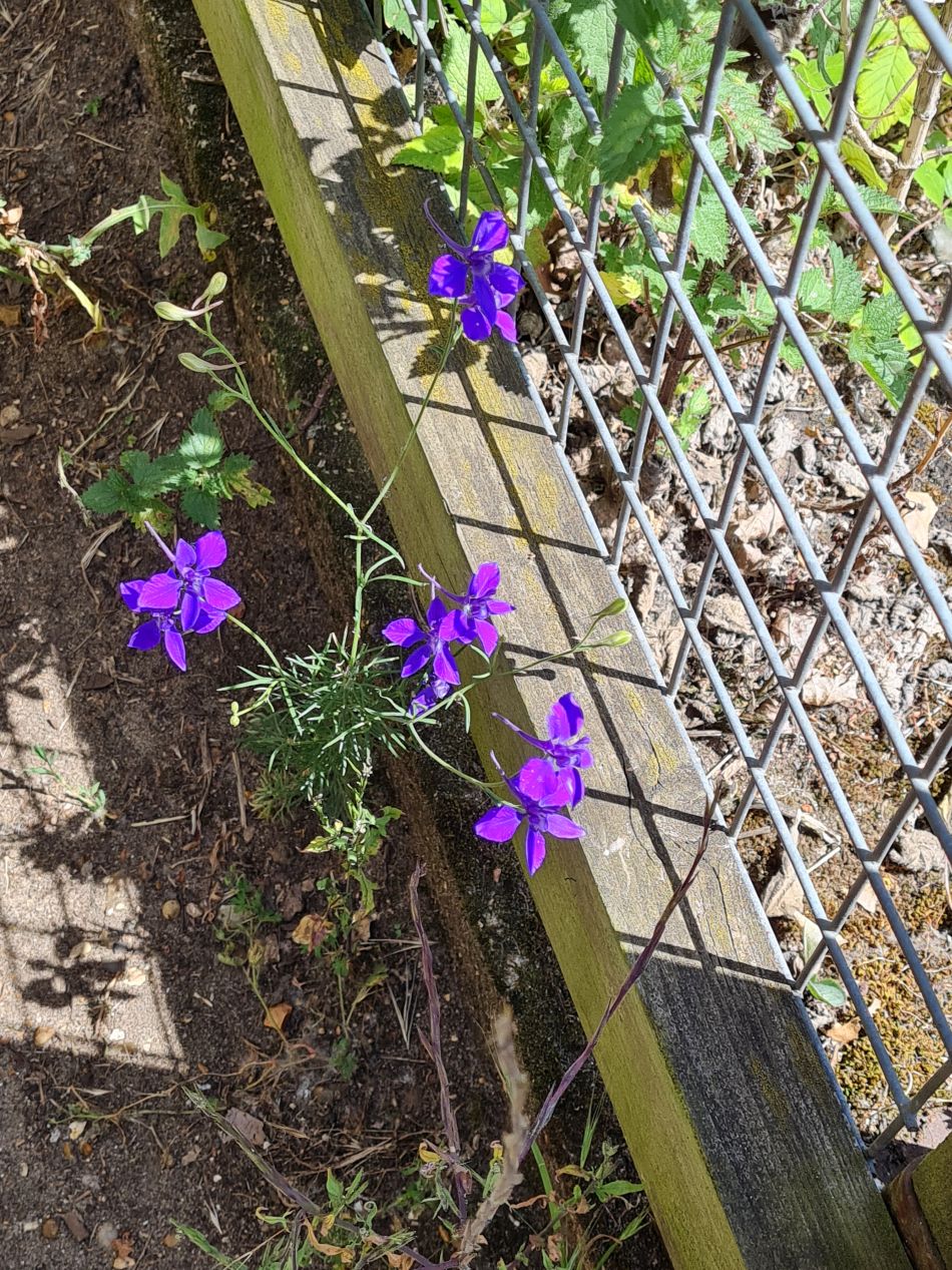 2022-07-07 30 Angles Way 16 - Homersfield and Earsham.jpg