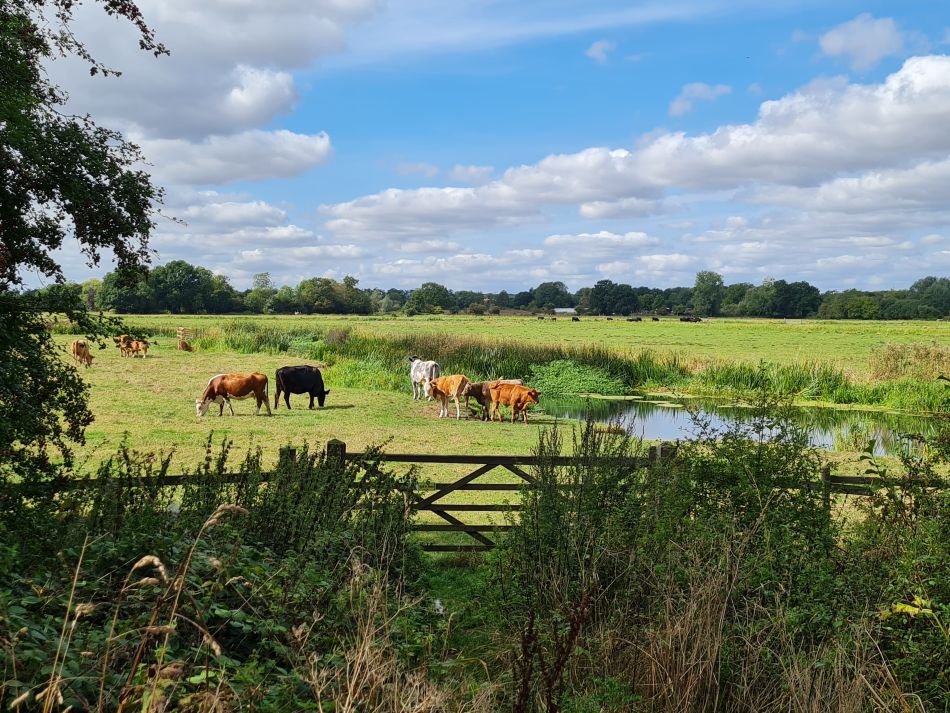 2022-09-14 20 Homersfield.jpg