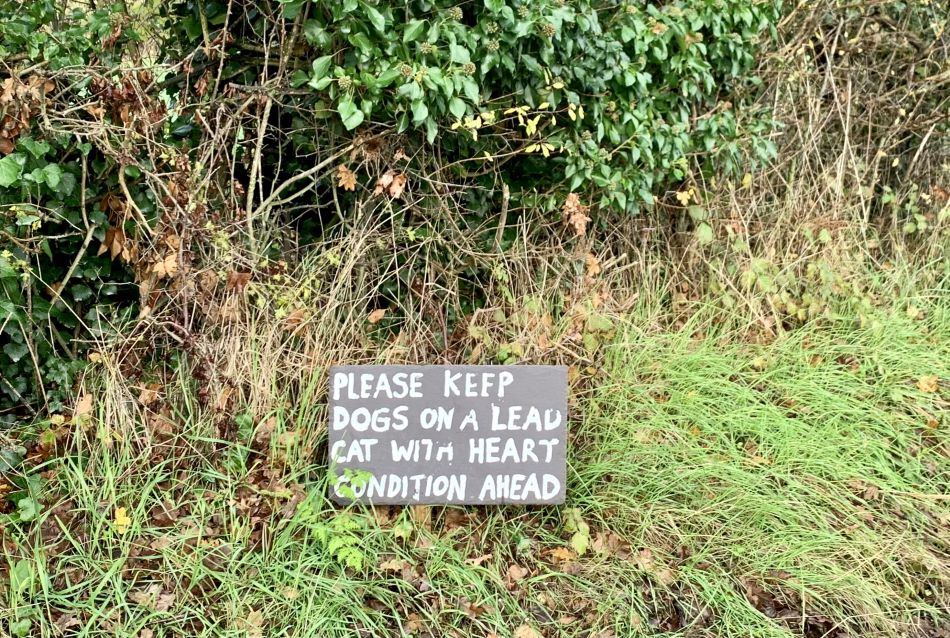 2023-01-15 06 Denton and Websdill Wood.jpg