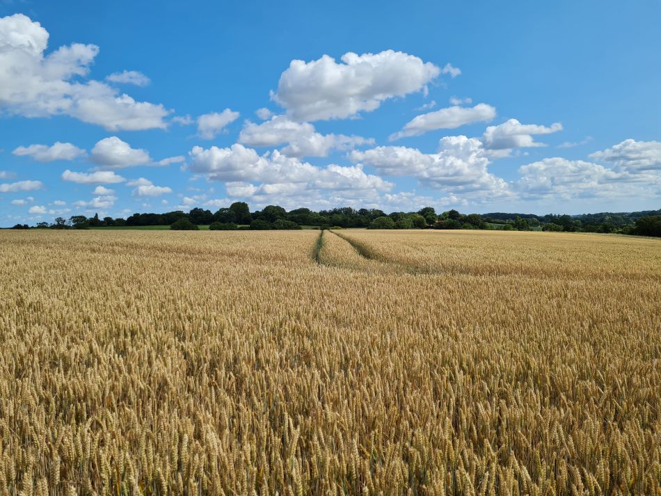 2023-07-12 08 Homersfield and Alburgh.jpg